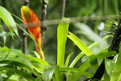 Vriesea incurvata, photographed by Carlos Henrique Russi