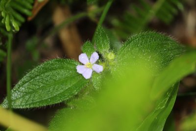 Chaetogastra clinopodifolia, photographed by Carlos Henrique Russi