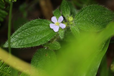 Chaetogastra clinopodifolia, photographed by Carlos Henrique Russi