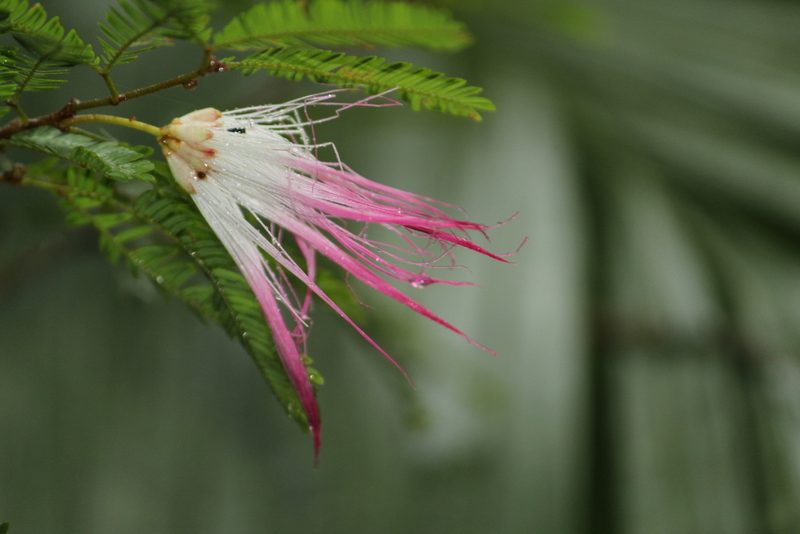 Calliandra selloi, photographed by Carlos Henrique Russi