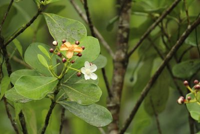 Clusia criuva, photographed by Carlos Henrique Russi