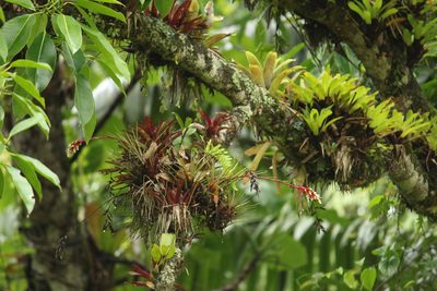 Vriesea flammea, photographed by Carlos Henrique Russi