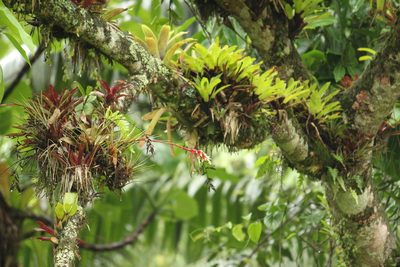 Vriesea flammea, photographed by Carlos Henrique Russi