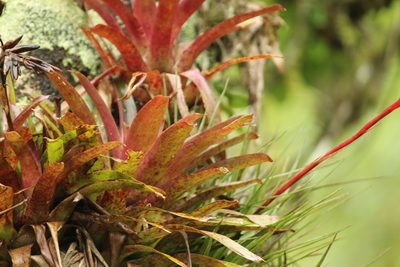 Vriesea flammea, photographed by Carlos Henrique Russi