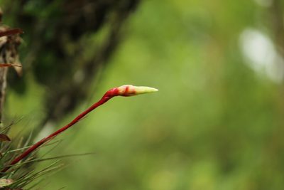 Vriesea flammea, photographed by Carlos Henrique Russi
