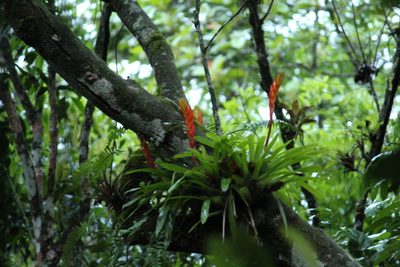 Vriesea incurvata, photographed by Carlos Henrique Russi