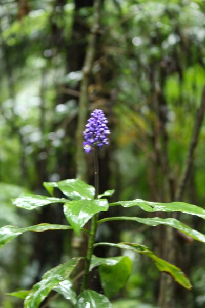 Dichorisandra paranaensis, photographed by Carlos Henrique Russi