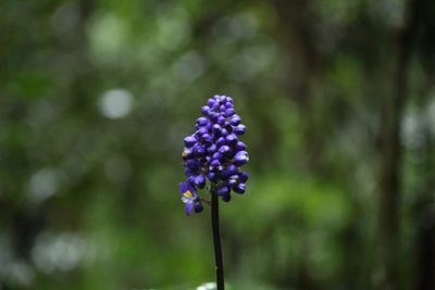 Dichorisandra paranaensis, photographed by Carlos Henrique Russi