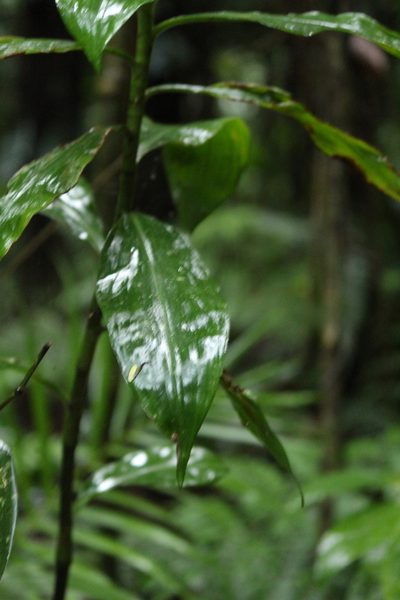 Dichorisandra paranaensis, photographed by Carlos Henrique Russi
