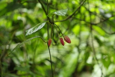 Mendoncia velloziana, photographed by Carlos Henrique Russi