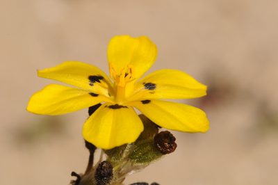Sisyrinchium graminifolium, photographed by aacocucci