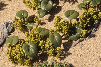 Dioscorea fastigiata, photographed by aacocucci