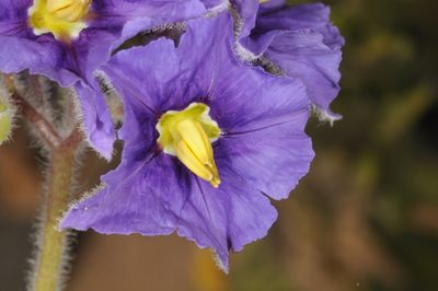 Solanum trinominum, photographed by aacocucci