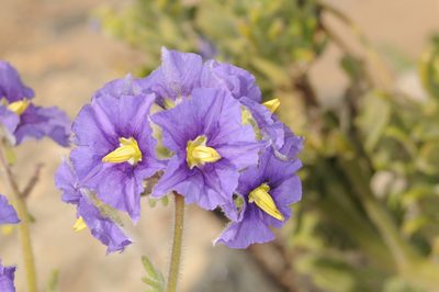 Solanum trinominum, photographed by aacocucci