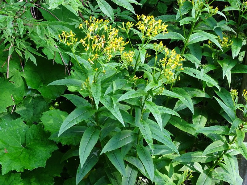 Senecio hercynicus, photographed by Christian Berg