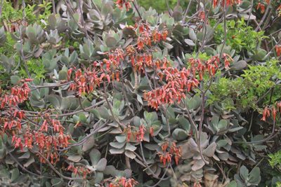 Cotyledon velutina, photographed by Dave Brown
