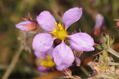 Zygophyllum chilense, photographed by aacocucci
