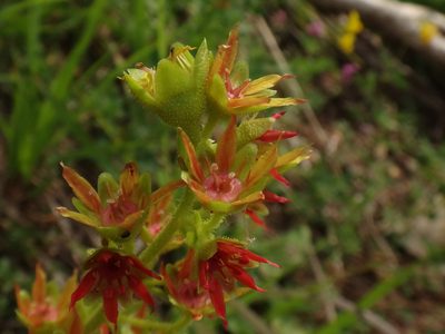 Saxifraga mutata, photographed by Christian Berg