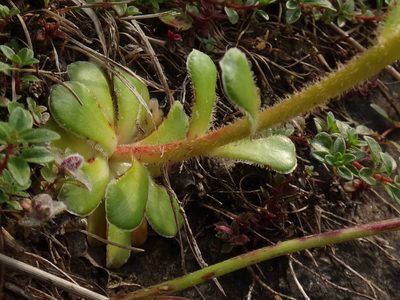 Saxifraga mutata, photographed by Christian Berg