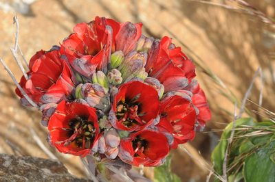 Bomarea ovallei, photographed by aacocucci