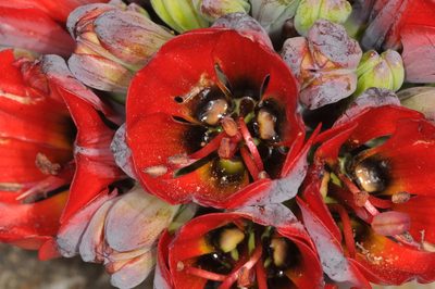 Bomarea ovallei, photographed by aacocucci