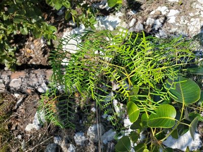 Pteridium caudatum, photographed by Tom Field