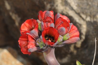 Bomarea ovallei, photographed by aacocucci