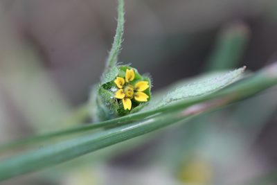 Melampodium strigosum, photographed by Milka Valenzuela