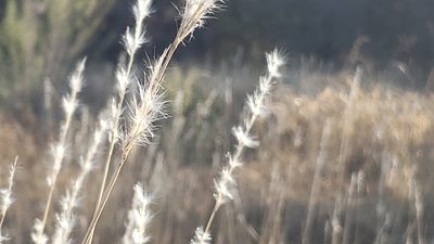 Bothriochloa torreyana, photographed by Chris Hughes