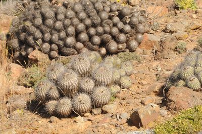 Copiapoa dealbata, photographed by aacocucci