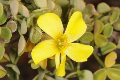 Oxalis virgosa, photographed by aacocucci