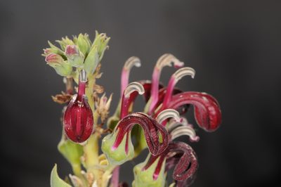 Lobelia polyphylla, photographed by aacocucci