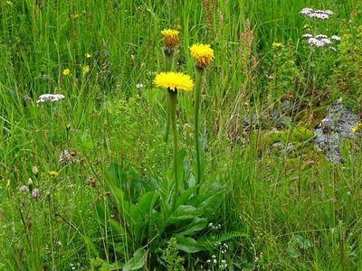 Hypochaeris uniflora, photographed by Christian Berg