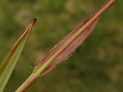 Luzula sudetica, photographed by Christian Berg