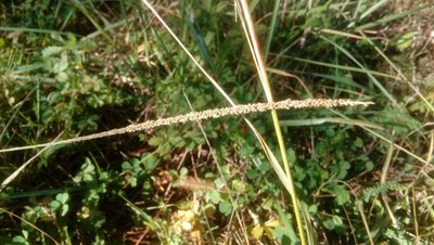 Sporobolus indicus, photographed by Josep Gesti