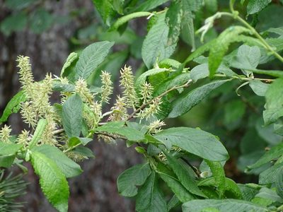 Salix appendiculata, photographed by Christian Berg