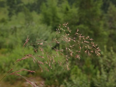 Agrostis schraderiana, photographed by Christian Berg