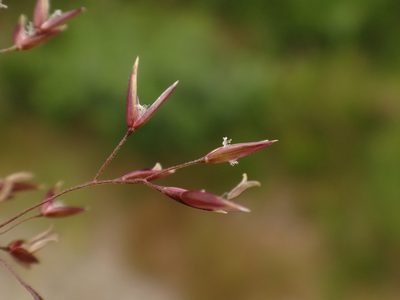 Agrostis schraderiana, photographed by Christian Berg