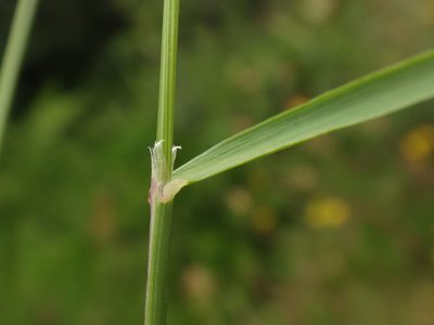 Agrostis schraderiana, photographed by Christian Berg