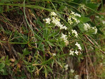 Galium anisophyllon, photographed by Christian Berg