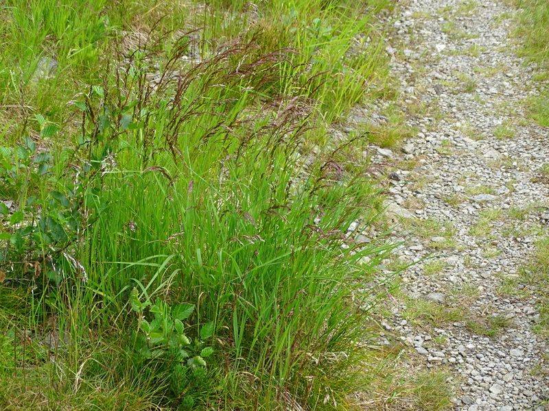 Agrostis schraderiana, photographed by Christian Berg