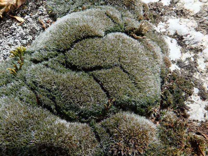 Grimmia funalis, photographed by Christian Berg