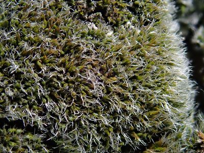 Grimmia funalis, photographed by Christian Berg