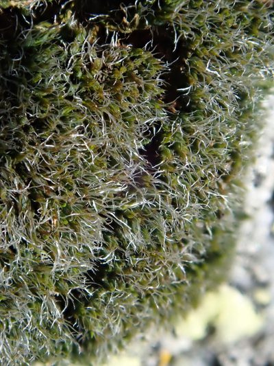 Grimmia funalis, photographed by Christian Berg