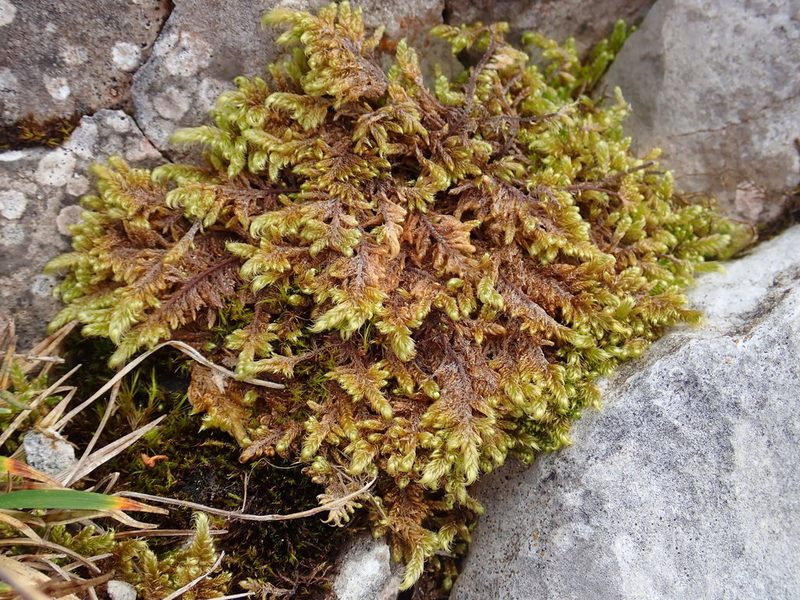 Pseudostereodon procerrimus, photographed by Christian Berg