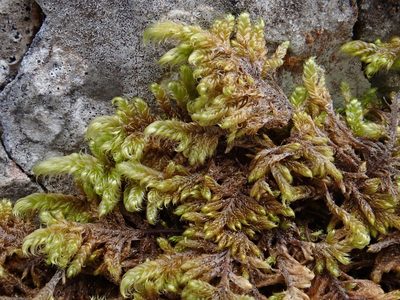 Pseudostereodon procerrimus, photographed by Christian Berg