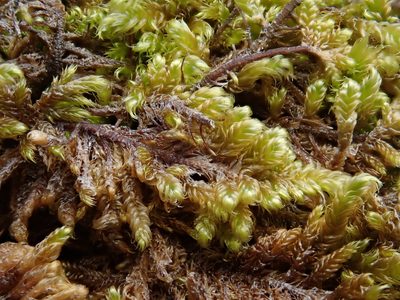 Pseudostereodon procerrimus, photographed by Christian Berg