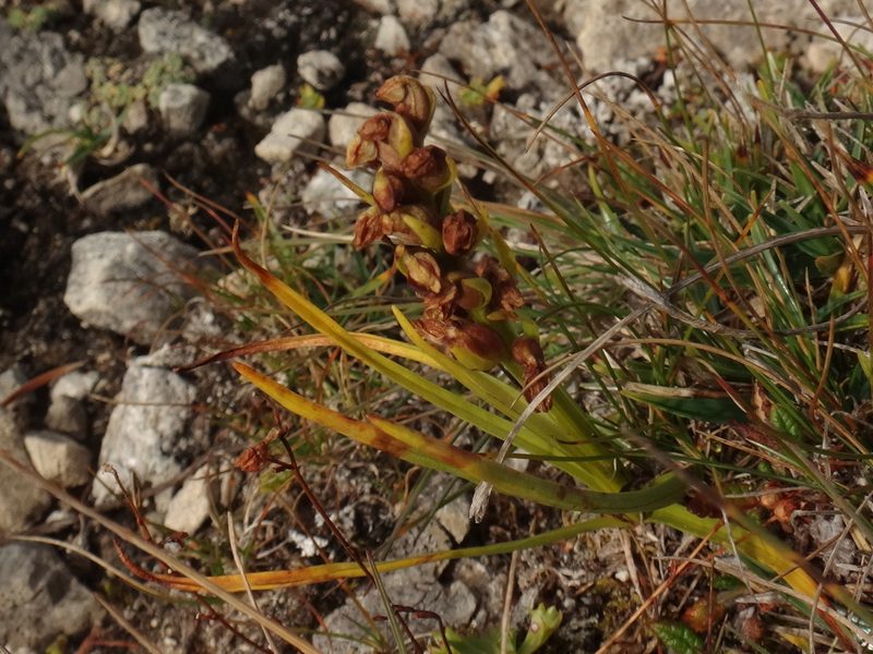 Chamorchis alpina, photographed by Christian Berg