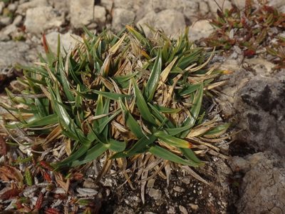 Carex firma, photographed by Christian Berg