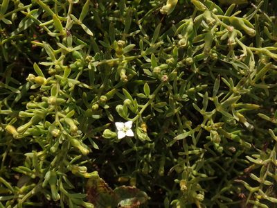 Thesium alpinum, photographed by Christian Berg